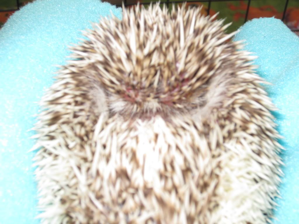 Does this look like quilling? Hedgehog Central Hedgehog pet care
